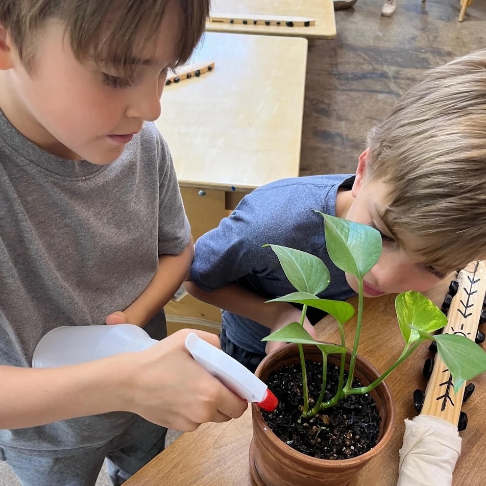 2nd grader watering a plant