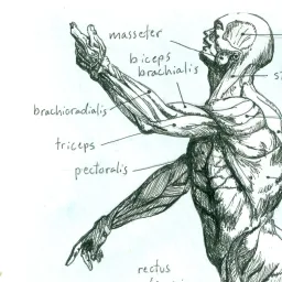 Human muscles