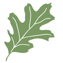 single green oak leaf