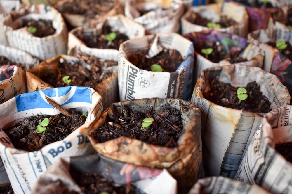 Seedlings growing in a newspaper pot