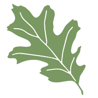 single green oak leaf